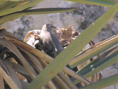 Curve-Billed Thrasher