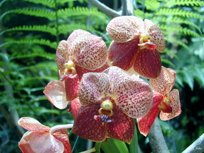 Crown Pox Orchid