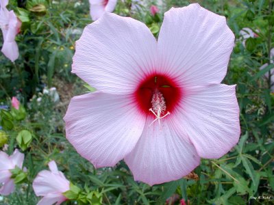 Hibiscus