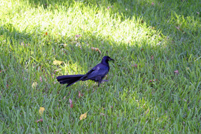 Great-Tailed Grackle 3