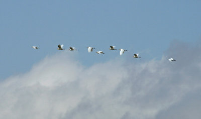 Flock of Egrets