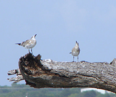 Laughing Gulls