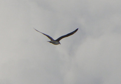 Long-tailed Jaeger