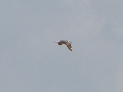 Long-tailed Jaeger