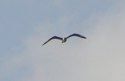 Long-tailed Jaeger