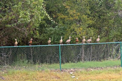 Black-bellied Whistling Ducks