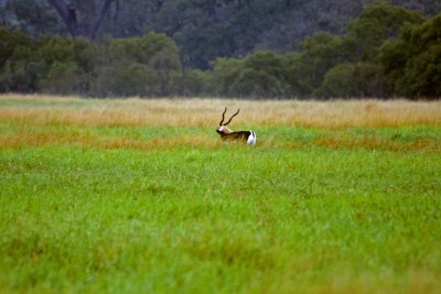 Black-buck Antelope?  This is Texas?