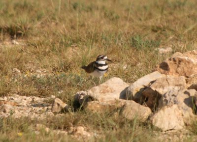 Kildeer
