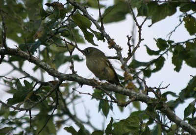 Ruby-crowned Kinglet