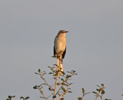 Mockingbird