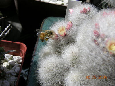 Mammillaria schwarzii