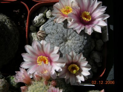 Mammillaria pectinifera