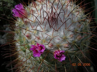 Mammillaria bombycina