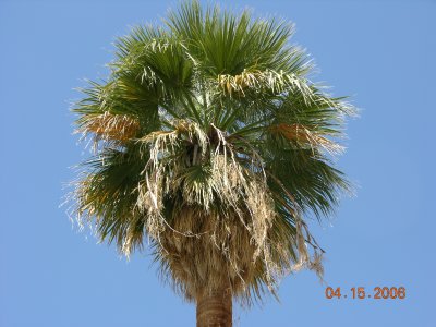 Washingtonia filifera = California fan palm