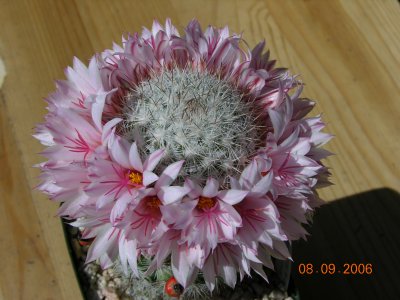 Mammillaria albicans