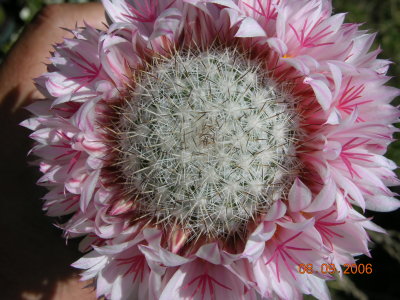 Mammillaria albicans