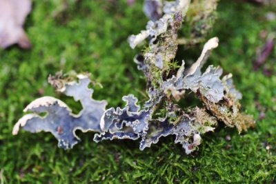 Lichen: Pseudocyphellaria crocata