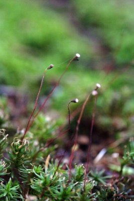 Moss - Pogonatum sp.