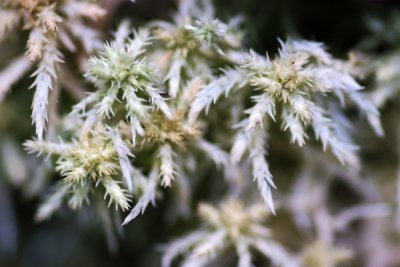 Moss: Sphagnum sp.