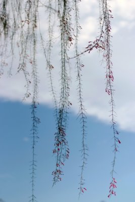 erDSCF0441.jpg