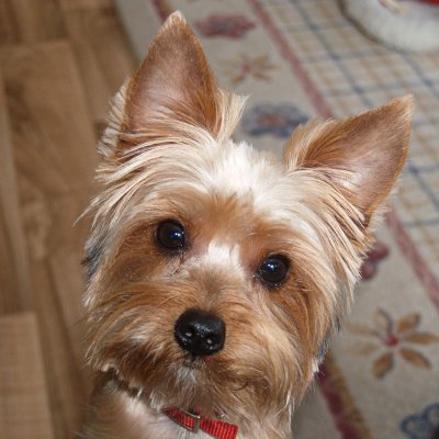 Jake - Our Yorkshire Terrier