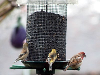 First Finches winter 2007