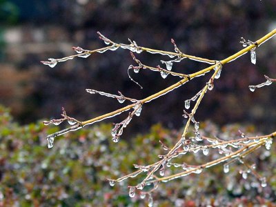 Icy Day in January 2007