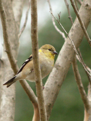 Finch in the Tree