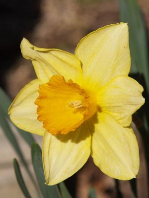 Early Daffodil