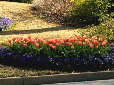 Tulips