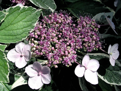 Lace Cap Hydrangea