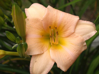 Daylily - one of my favorites