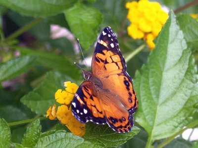 Butterflies & Lantana go together