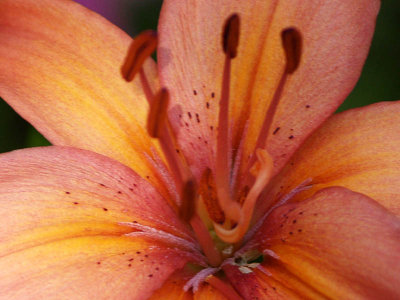 Lily - Closeup