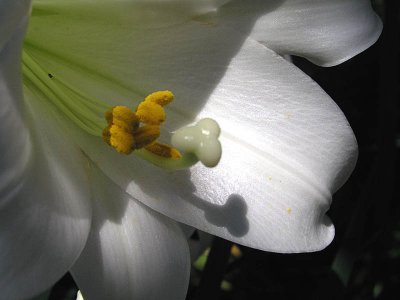 Easter Lily - closeup