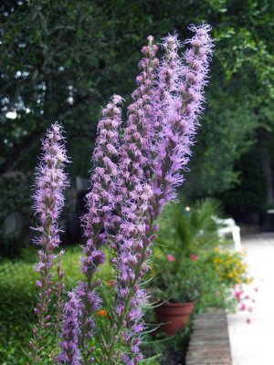 Liatris
