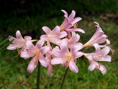 After the Rain - Surprise Lilies