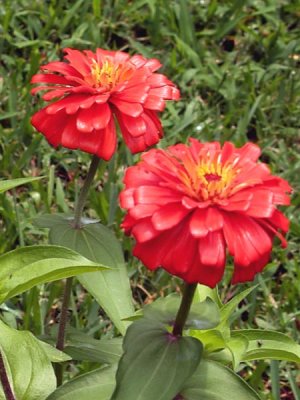 Zinnias