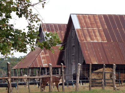 They feed cattle