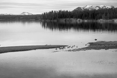 Geese @ Yellowstone Lake