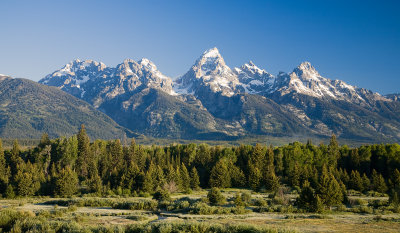 Meadow and Tetons