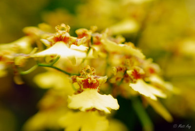 Orchid - Oncidium Goldiana