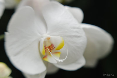 Orchid - Phalaenopsis Hybrid