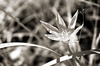 A Flower by the Road