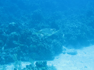 IMG_0454.jpg