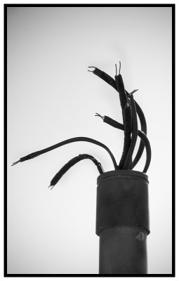 Urban Sprout