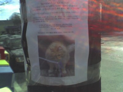 lost cat 020907.jpg