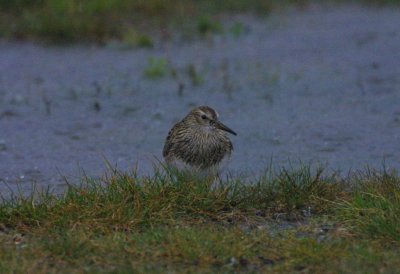 pectoral_sandpiper