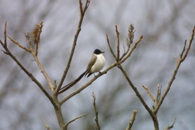 forktailed flycatcher