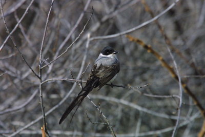 fork tailed flycatcher 104.jpg